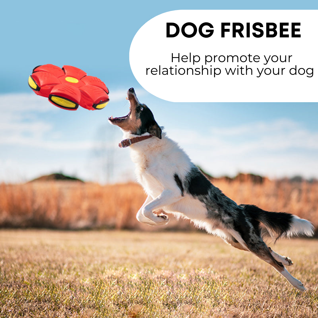 Snout & About™ Dog Frisbee